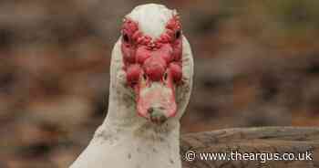 Strange, warty faced bird spotted at pond