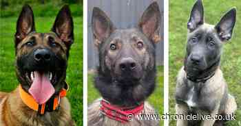 Abandoned puppies that 'didn't have best start in life' now fighting crime as Durham Police dogs