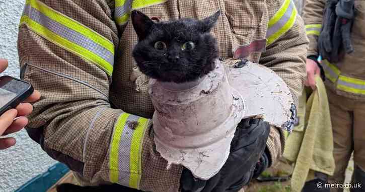 Bemused cat questions life choices after rescue from drainpipe