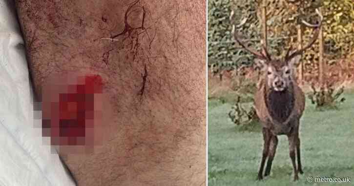 Stag gored man with antlers in attack which went on ‘for eternity’