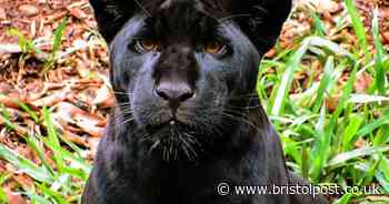 'Big cat on the loose' after deer found devoured in Cotswolds village