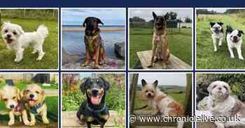 Stray dogs rescued from the streets to star in calendar raising funds for local animal charities