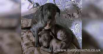 Staffy puppies 'left to rot' in 'filthy' flat look unrecognisable in heartwarming update