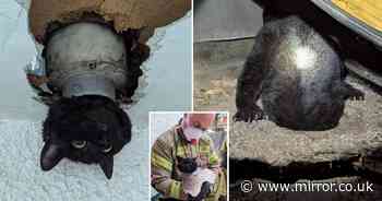 Lucky cat keeps one of its 9 lives after becoming wedged in drainpipe and needing emergency rescue