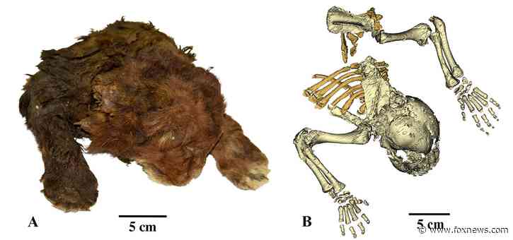 Scientists study ‘very rare’ frozen remains of 35,000-year-old saber-toothed cub