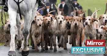 20 years since Labour banned fox hunting but why are meets still taking place?