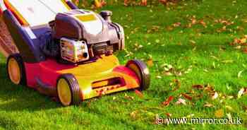 Gardener's simple trick to turn yellow grass green again in time for winter