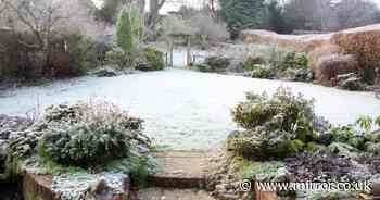 Gardeners told to give plants a 'cup of tea' to protect them this winter