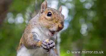 Mrs Hinch fans have simple £1 hack to keep squirrels out of your garden