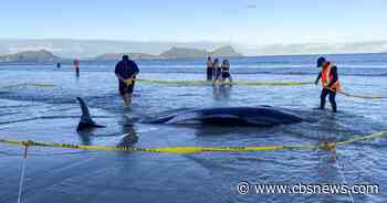 Over 30 stranded whales saved by people lifting them on sheets