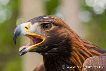 Golden eagle died after ‘wind turbine strike’, investigation finds