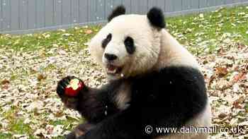 Two pandas shipped to DC zoo from China play in first snowfall