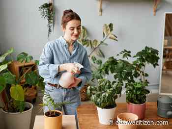 The City Gardener: How not to kill your houseplants this winter 