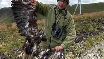 Rare golden eagle Sparky found dead after a wind turbine tore off its wing, say vet experts