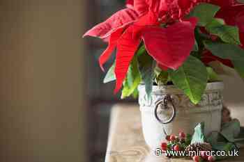 Stop poinsettias dying at Christmas by avoiding two common mistakes