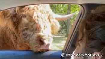 Hilarious moment cow leans through car window and gives woman fright of her life