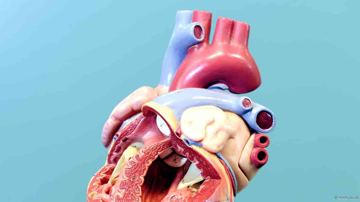 Wetenschappers vinden mogelijk nieuwe behandeling dankzij virtueel hart