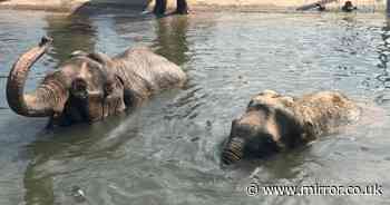 Blackpool Zoo heartbreak as two elephants' babies die in separate tragedies