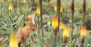 Wolves Like a Little Nectar Treat and May Pollinate Flowers in the Process