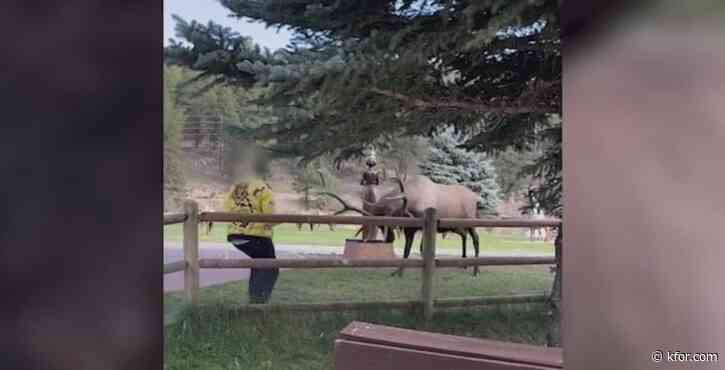 WATCH: Man throws coffee at charging elk in Colorado