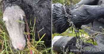 'Vile' thugs break into farm, tie horse up with barbed wire and leave it to drown