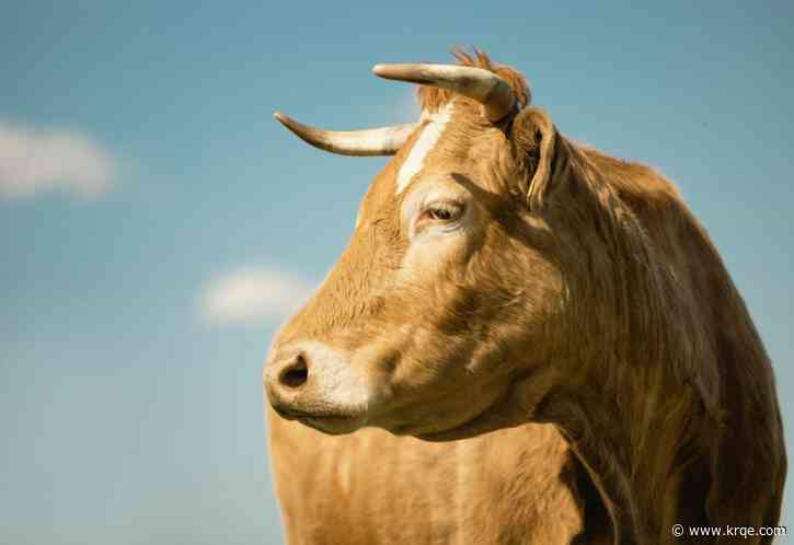 Mexican cattle imports suspended after New World screwworm detected