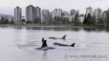 Dystopian video of killer whales gliding through Vancouver harbor