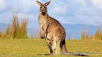 Young man charged after allegedly running over and mutilating kangaroos in rural NSW