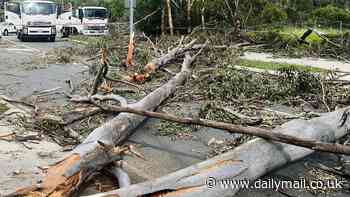 Man is killed by a falling tree branch as thunderstorms and heavy rain strike Victoria