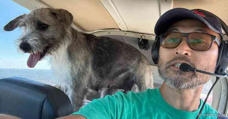 Pilot who rescued three dogs crashes and dies with one of the pups