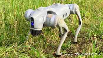 It's the bleepdog! Robot hound costing £25,000 to become new sheepdog style farmer's helper around the fields