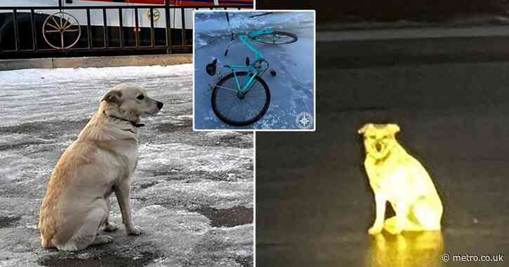 Loyal dog waits for days after owner falls off bike over frozen river and is swept away