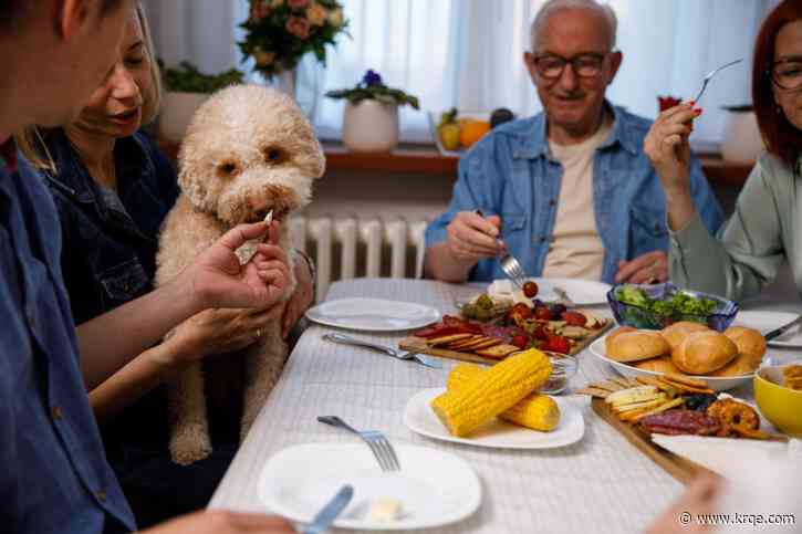 Here's which Thanksgiving foods are safe and unsafe for dogs