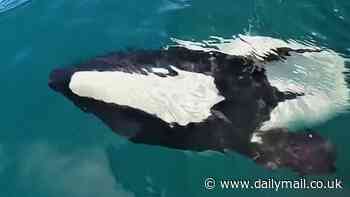 Adorable moment rare PANDA dolphin stuns tourists with a playful display by their boat