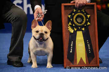 Who's the best boy? 2,000 dogs will compete for this year's title in the National Dog Show