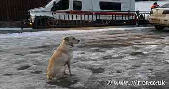 Loyal dog still waiting on frozen river for owner who fell in and drowned