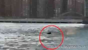 Unexpected creature filmed swimming under NYC's Williamsburg Bridge