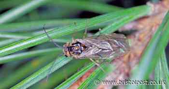 The 25,000 bugs in your Christmas tree and the 2p liquid solution