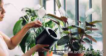 Four houseplants that can 'combat damp and purify air' in your home