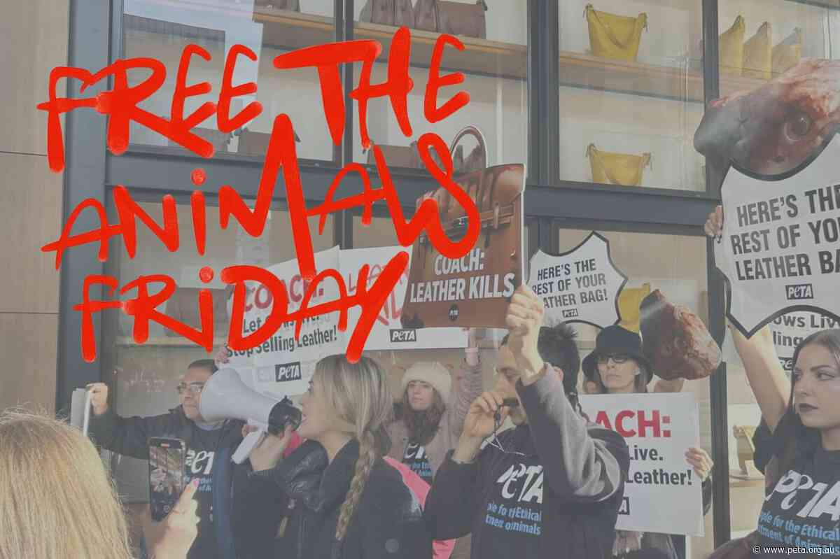 ‘Free the Animals’ Friday: Transforming Black Friday Into a Day of Compassion