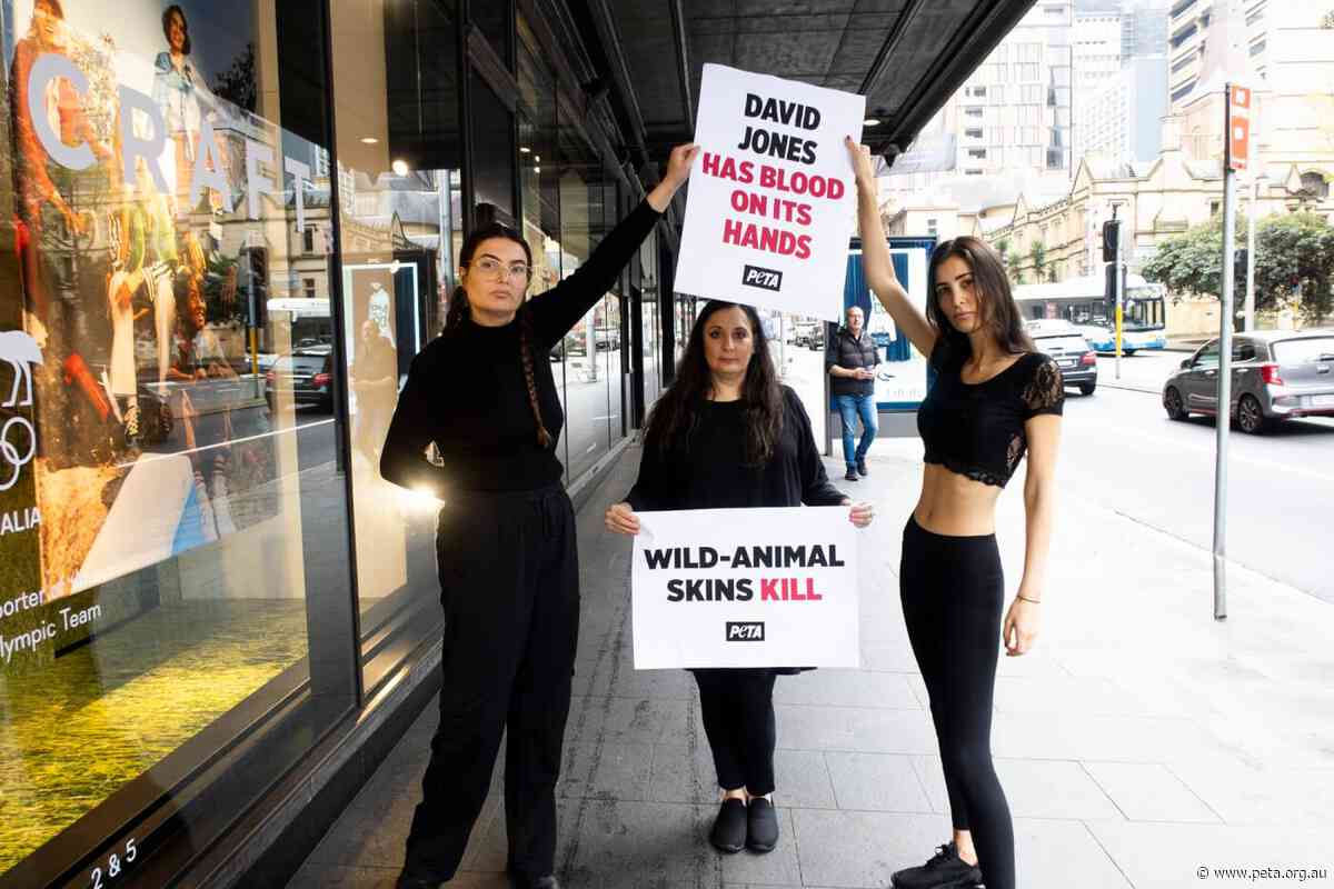 David Jones Commits to Shedding Wild-Animal Skins