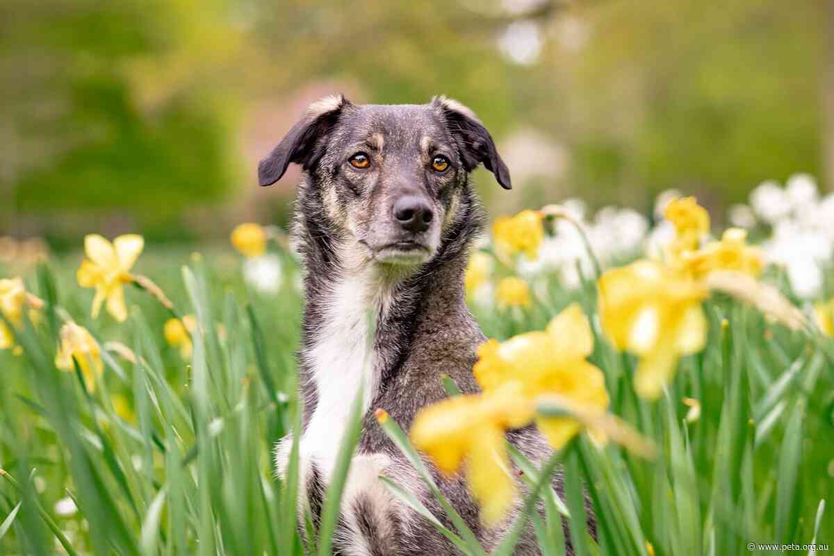 Commercial Dog Breeder Withdraws Application Days After NSW’s Puppy Mill Ban