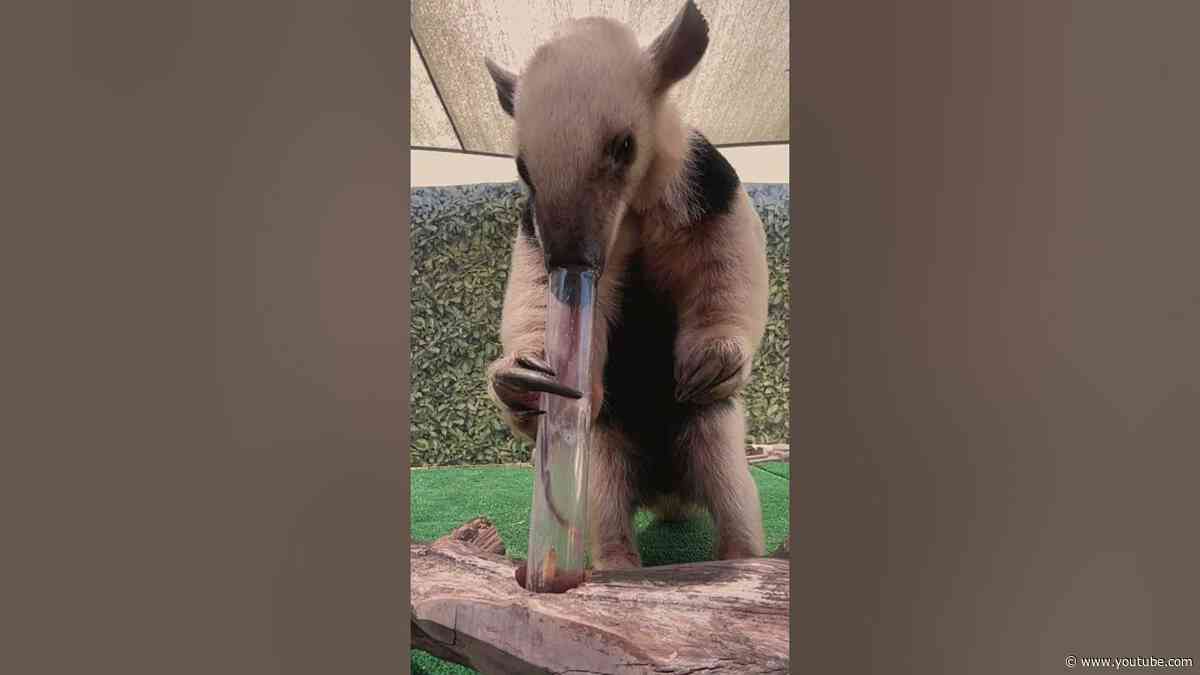 Slo-mo Snacks with Otis the Tamandua