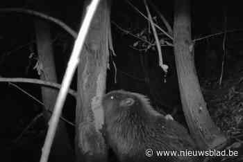 Twee eeuwen geleden werd de soort uitgeroeid, nu zwemt er opnieuw een bever in de Zenne