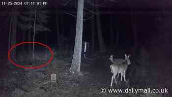 Incredible moment eerie 'ghost wolf' is spotted streaking across deserted woods by trail camera