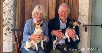 King Charles and Queen Camilla open their doors for Christmas photoshoot with rescue dogs