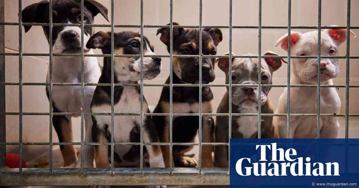 UK ministers support bill to crack down on puppy smuggling