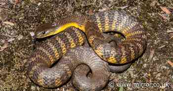 Horror moment poisonous snake slithers up driver's leg as he travels at 50mph