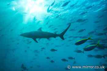 Queensland shark attack horror as spearfisherman mauled in 'unique incident'