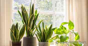 Woman's simple 20-second trick makes peace lily flower after years of no blooms